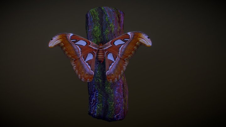 Atlas Moth 3D Model
