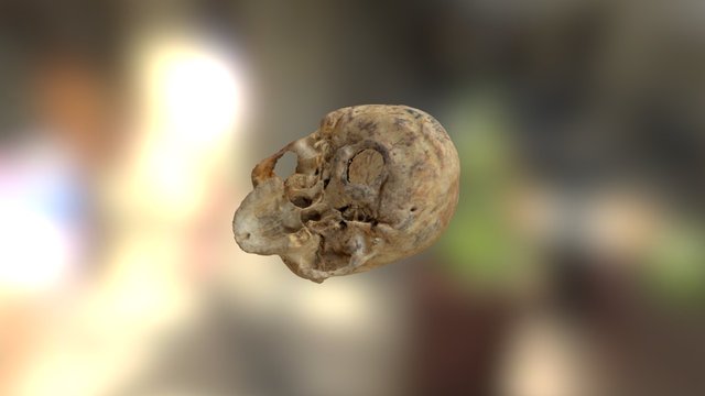 Cranium Forensic Case 3D Model