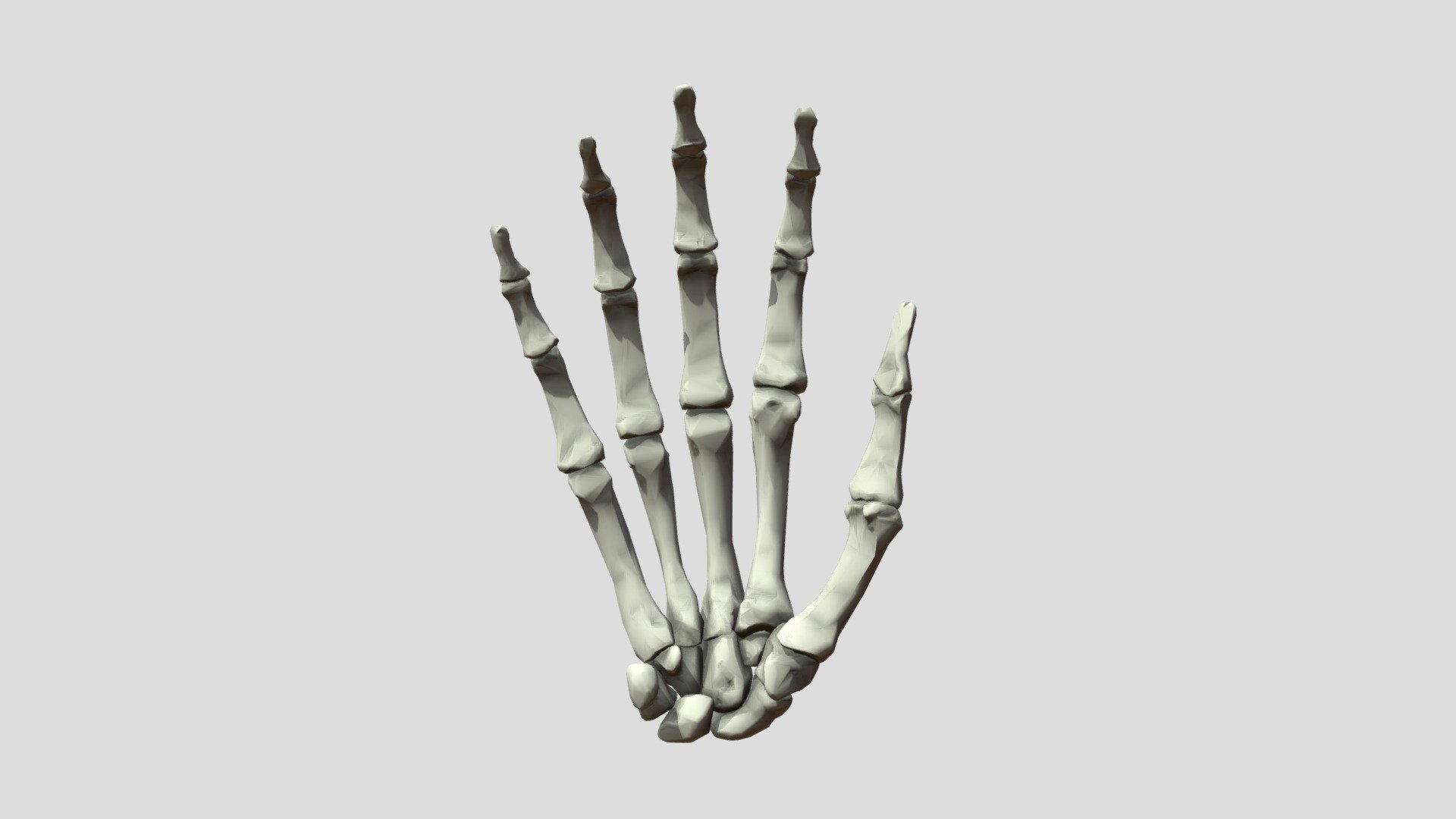 Homo sapiens Hand Right bones