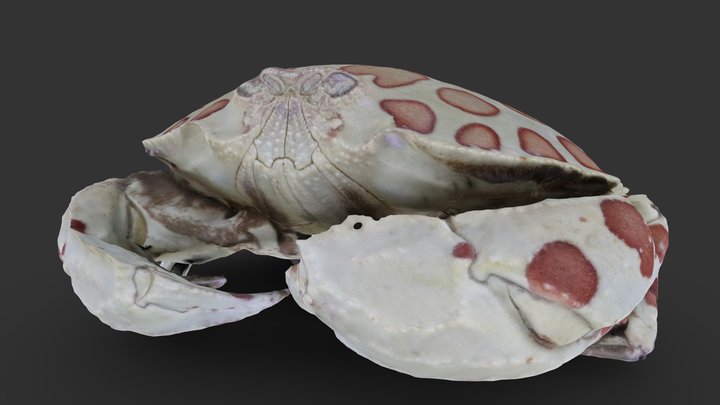 Arthropod: Hepatus epheliticus 3D Model