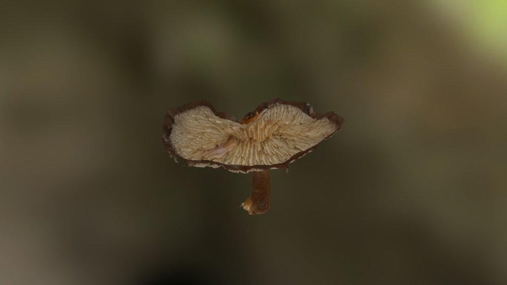 Mushroom 1