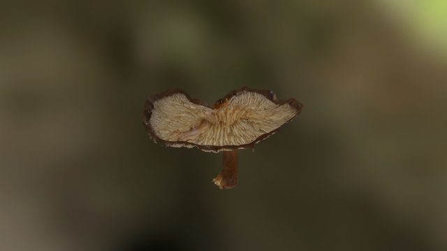 Mushroom 1 3D Model