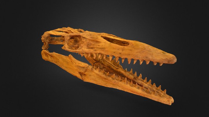 Crânio de Mosassauro 3D Model