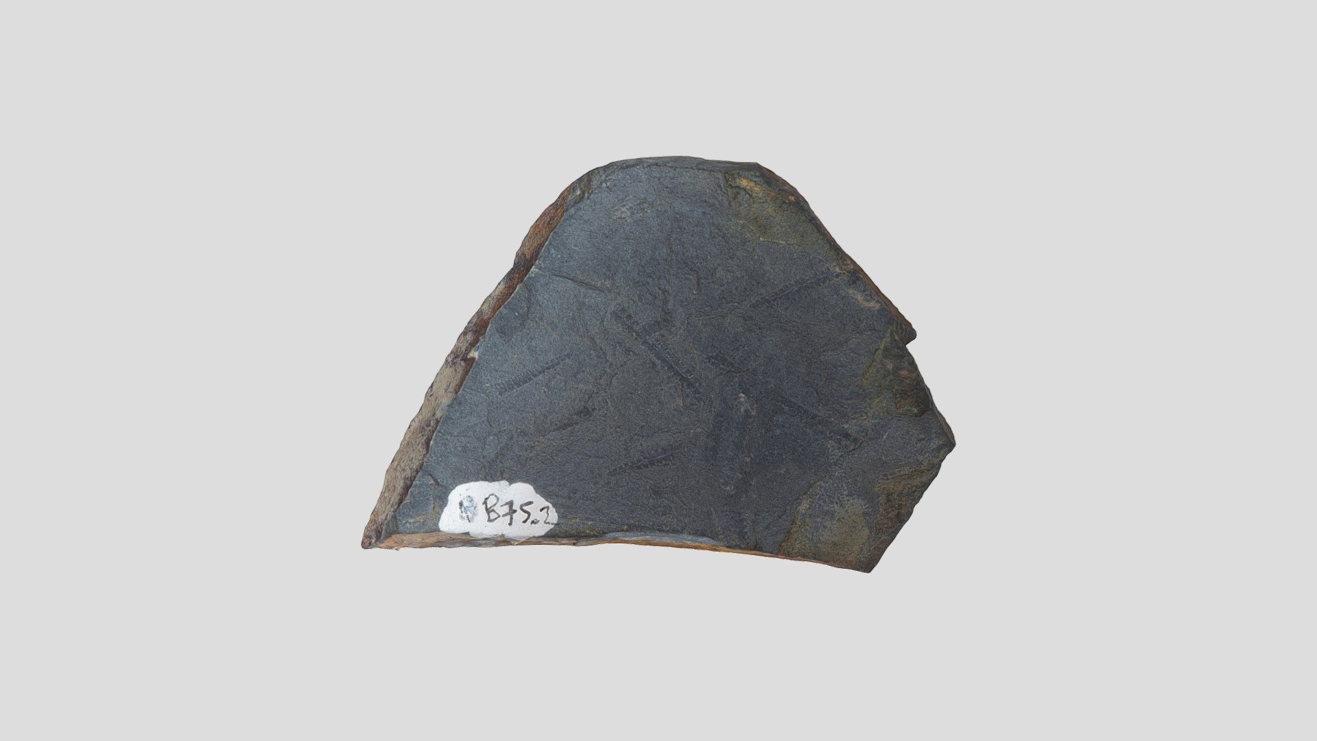 Graptolite B75.2 (Week 4)