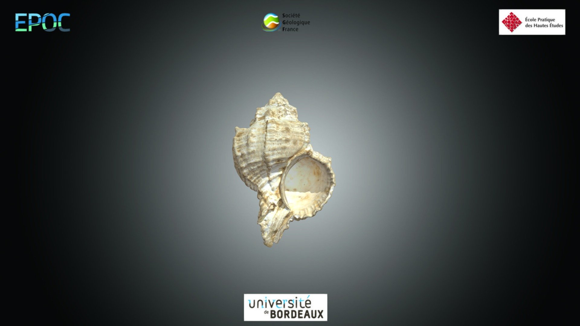 Gastéropode - Murex sp.