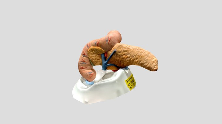 The Pancreas 3D Model