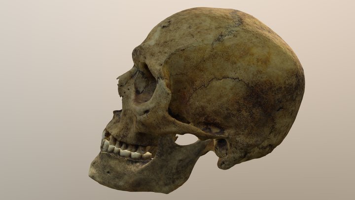 Skull 06 (Part 3: Head) – Free 3D Model STL