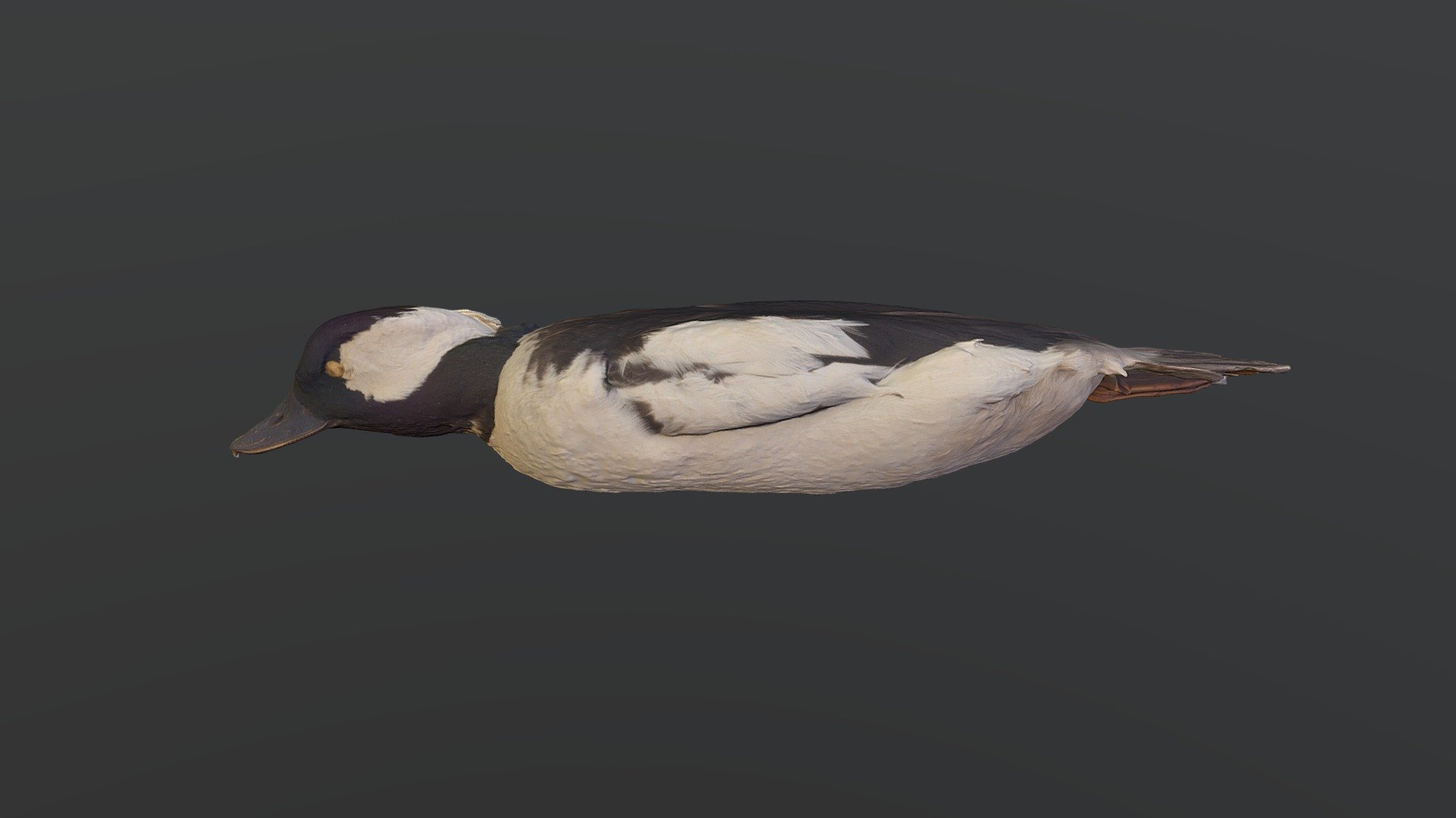 Bufflehead - Bucephala albeola