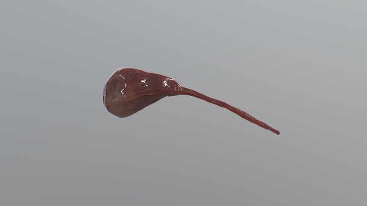 Dog Bladder 3D Model