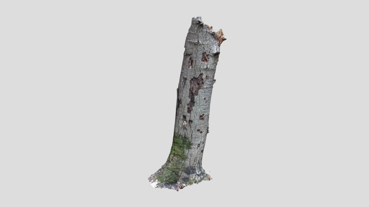 Tree5 3D Model