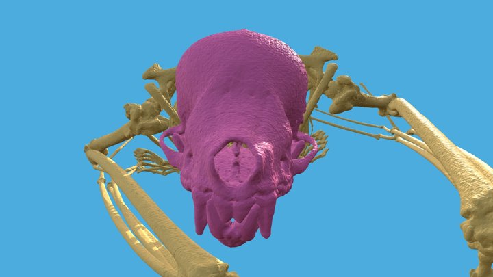 Lesser Short-tailed Bat: skeleton 3D Model