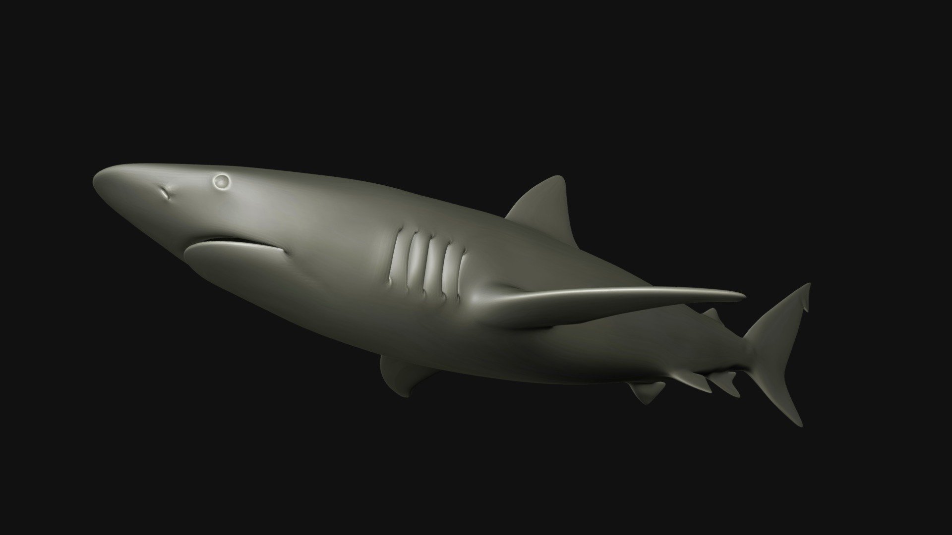 Model 87B Bronze Whaler Shark Mesh Download Free 3D model by