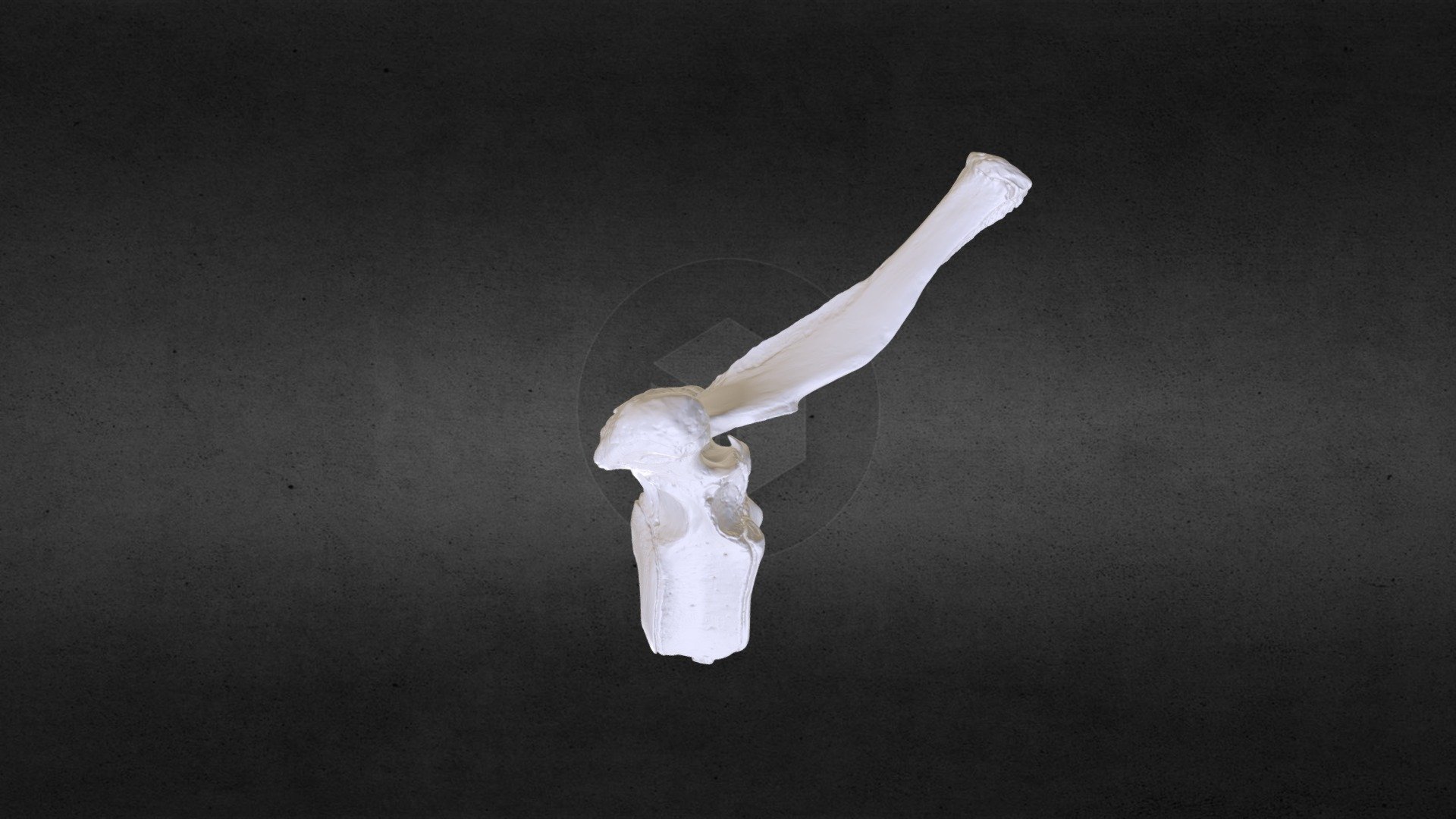 Loxodanta africana (elephant) Thoracic Vert 9