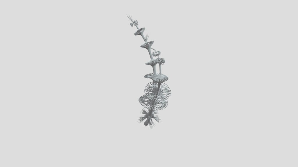 Fractal Coral