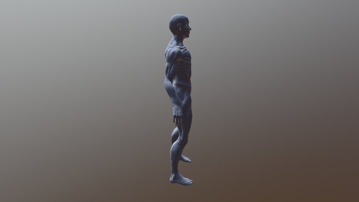 Figura anatomica 3D Model