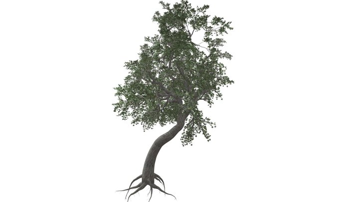 Japanese Maple Tree #10 3D Model