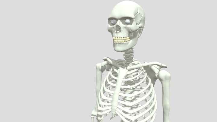 Skeleton 1 3D Model