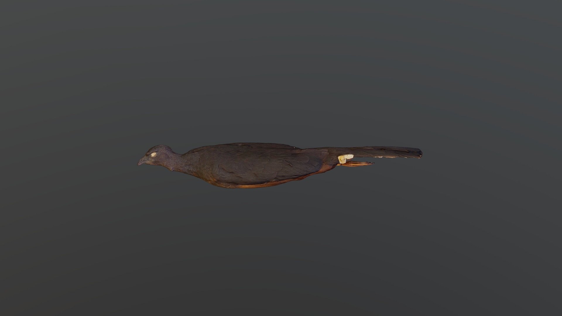 Sickle-winged Guan - Chamaepetes goudotii