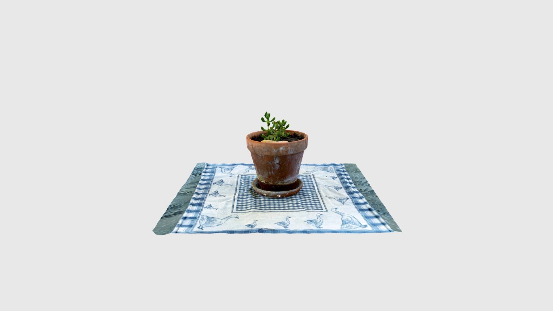 Succulent