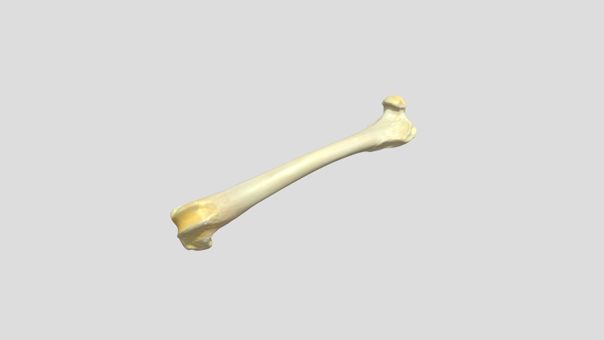 femur dog - 3D model by VetKaset [3dac8f5] - Sketchfab