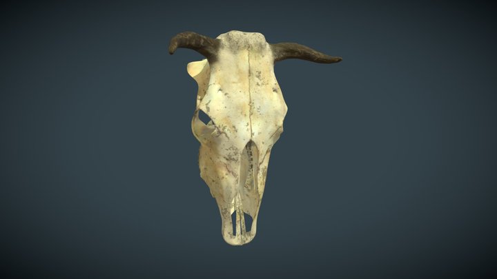 Череп коровы 3D Model