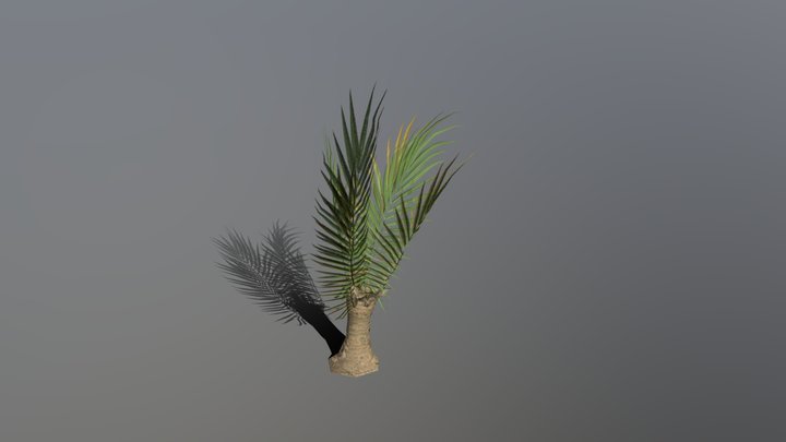 Phoenix dactylifera (small) 3D Model