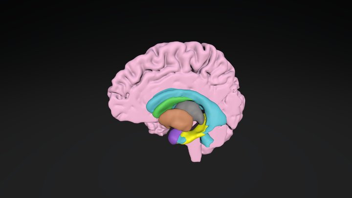 Cut away view of brain 3D Model