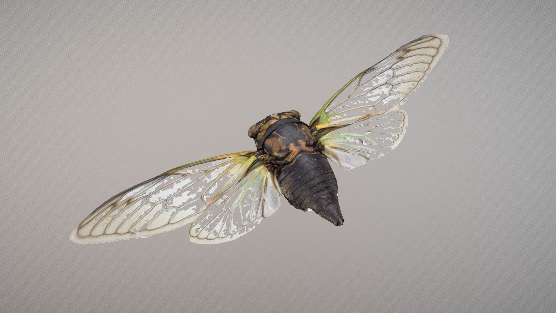 Neotibicen lyricen 02