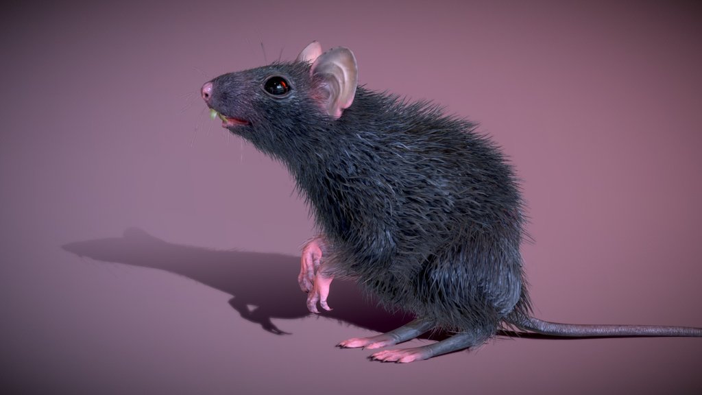 Black Rat ( Free download )