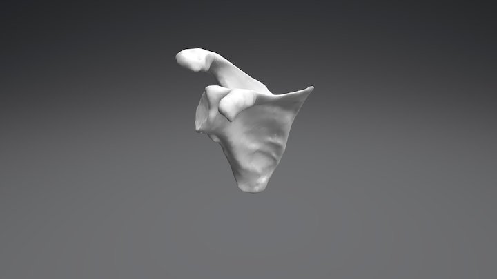 Escápula u Omóplato 3D Model
