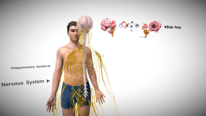 Neurves system 3D Model