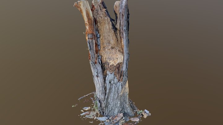 Felled rotten wood 3D Model