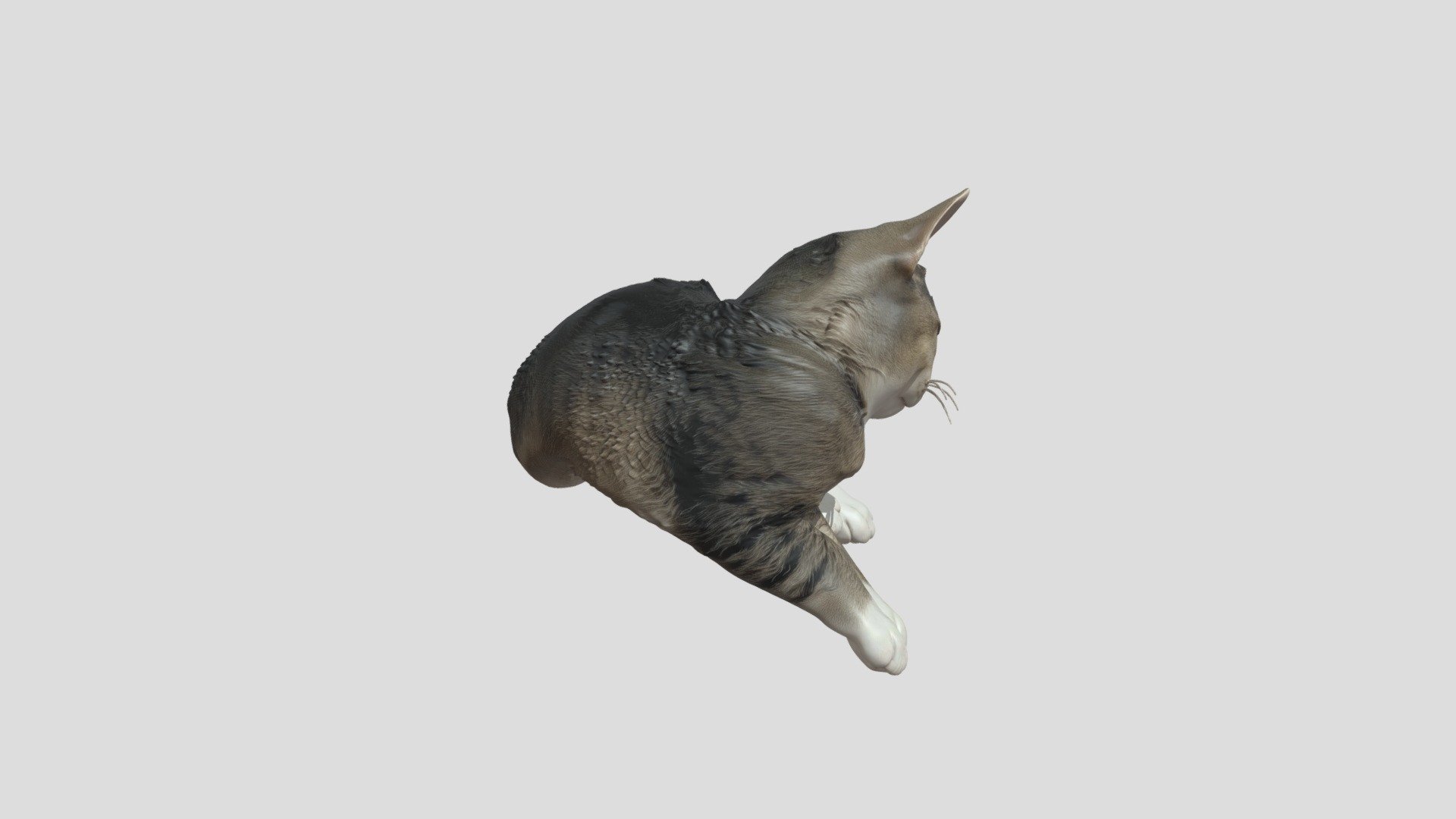 cute kitten 3d model - 3D model by retrh [3db90ea] - Sketchfab