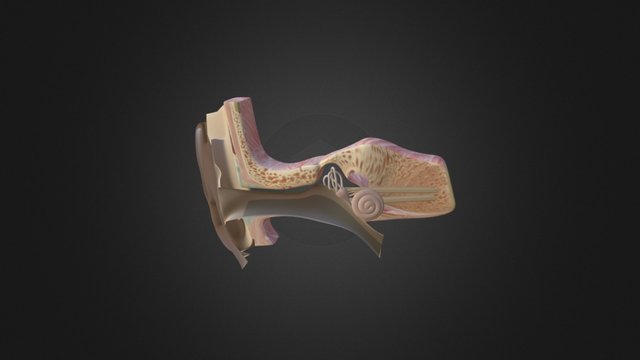 Ear 3D Model