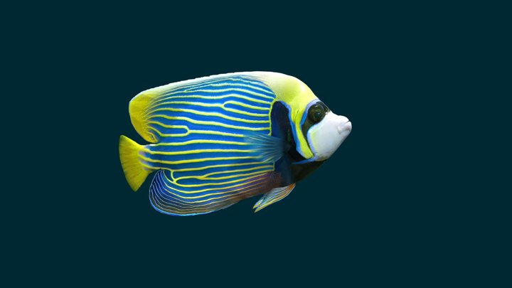 Emperor Angelfish 3D Model