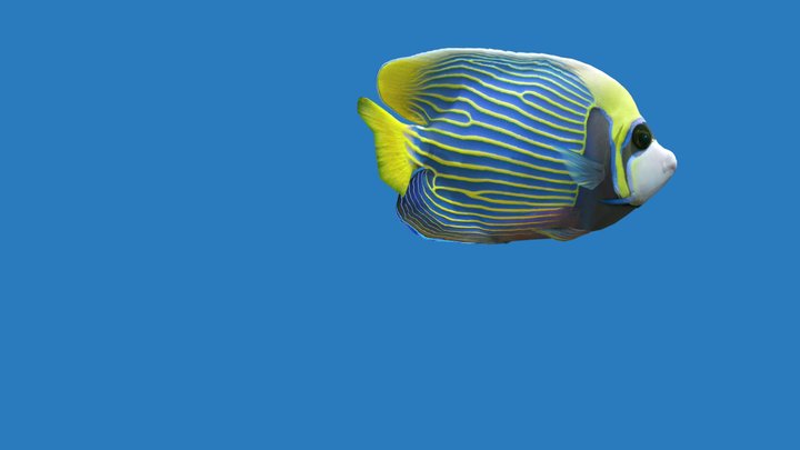 Emperor Angelfish (Update v2) 3D Model