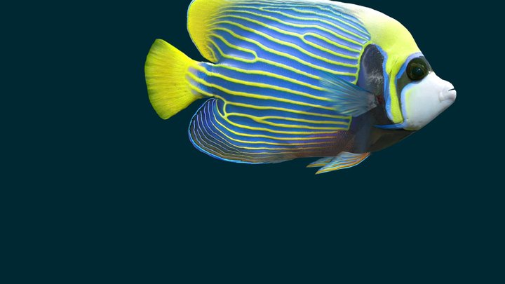 Emperor Angelfish 3D Model