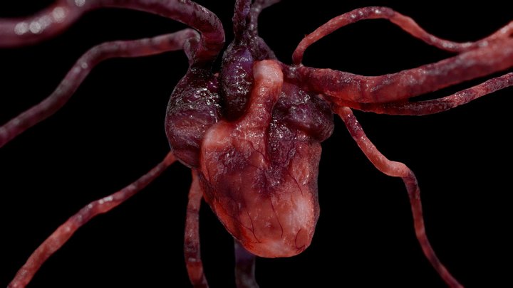 Realistic Human Heart HIGH POLY 3D Model