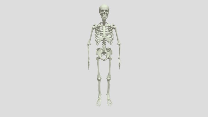Esqueleto MODEL 3D Model