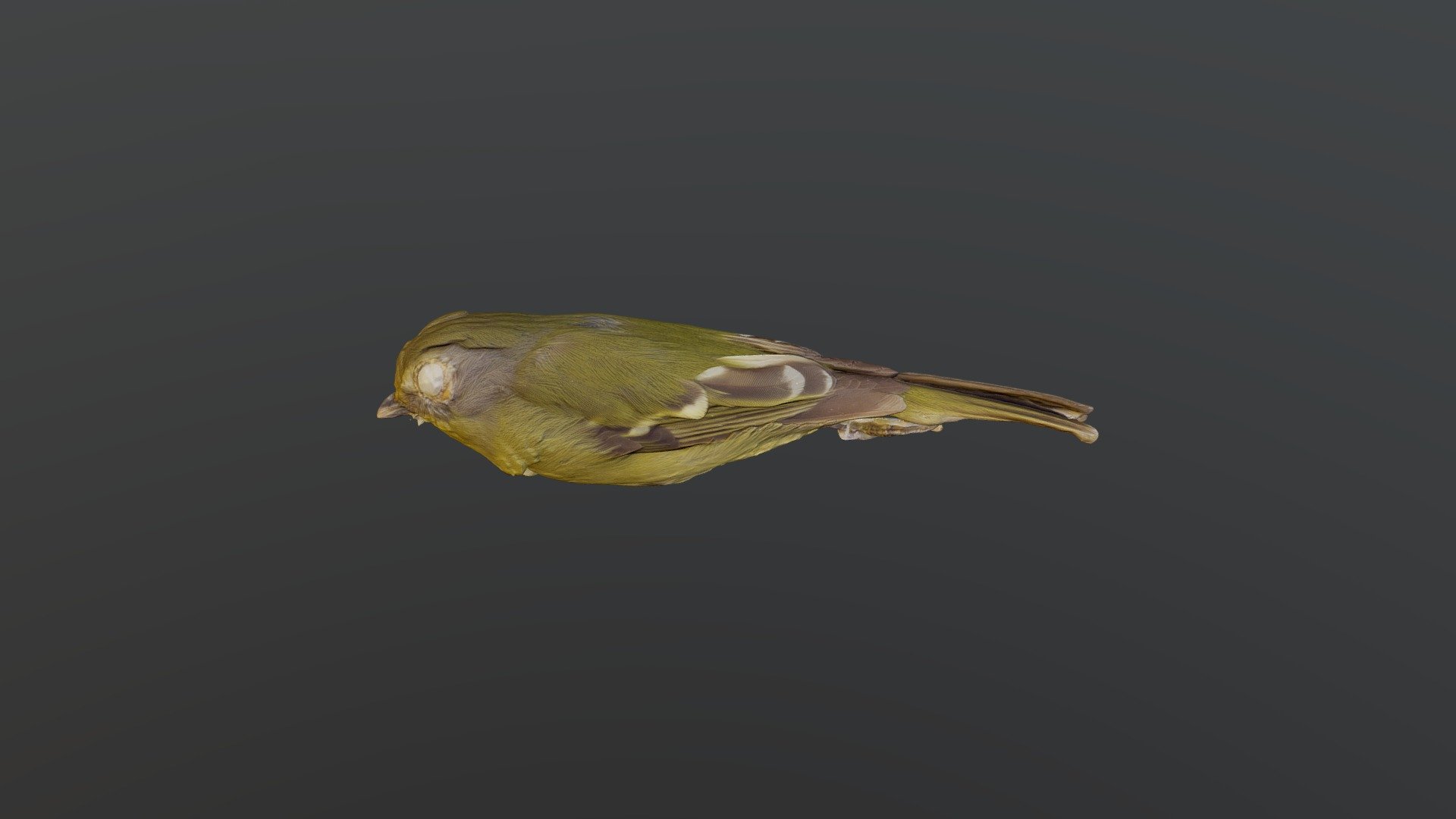 Wing-barred Piprite - Piprites chloris