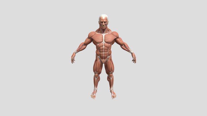 male muscle anatomy 3D Model