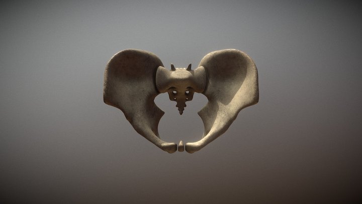 Pelvis 3D Model
