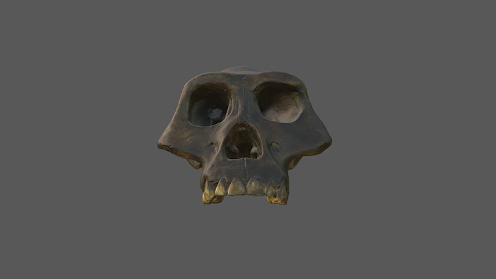 Australopithecus Afarasis Skull with Texture 3D Model