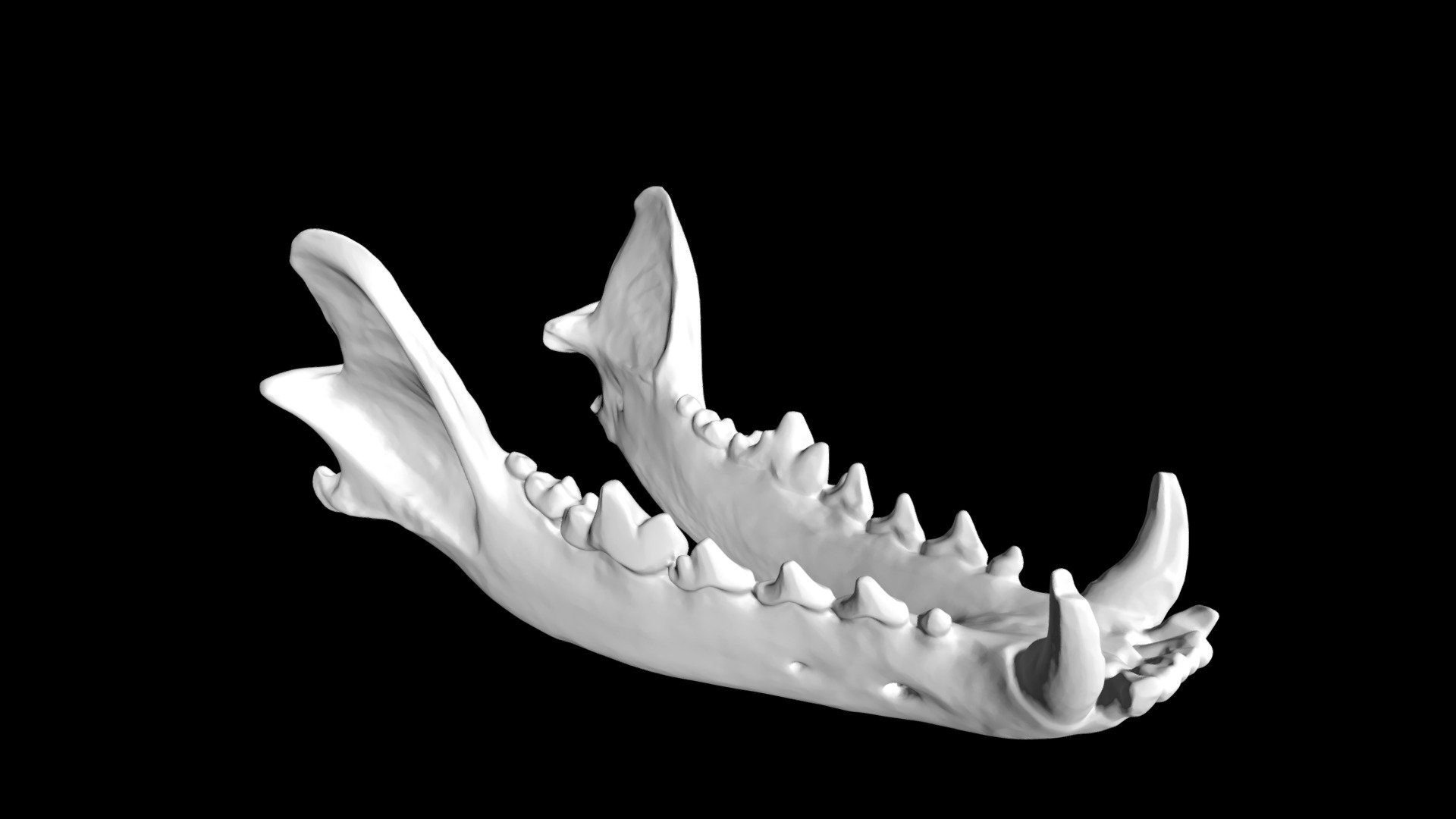 Coyote Mandible - Download Free 3D model by Eric Bauer (@ebauer4