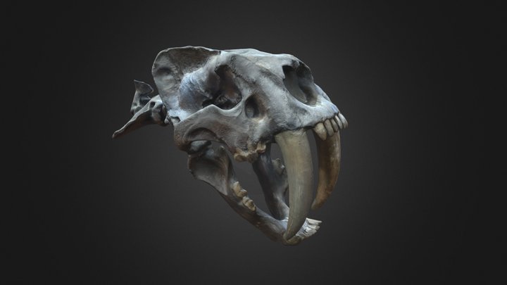 Crâne de Smilodon – Modèle 3D gratuit STL