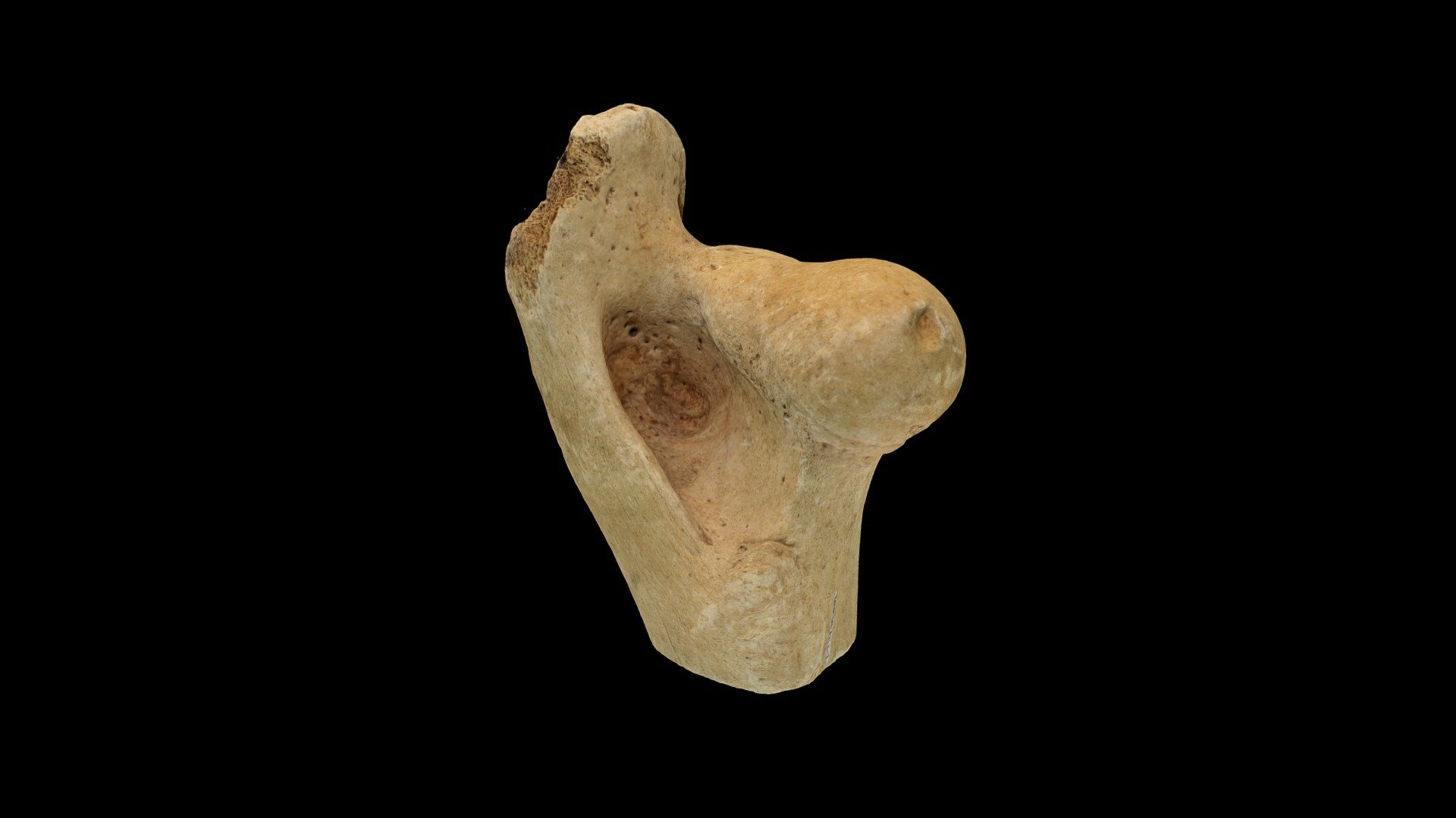 Butchered Cow Femur