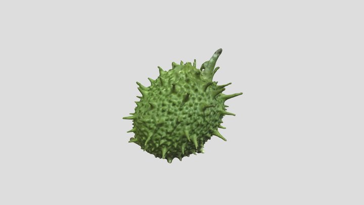Marah macrocarpa // Fruto 3D Model