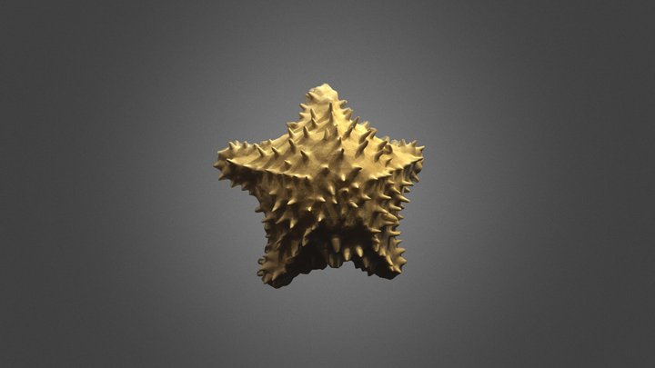 Starfish 11/18 Anthr Fall 2019 3D Model