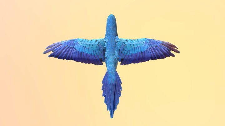Blue parrot 3D Model