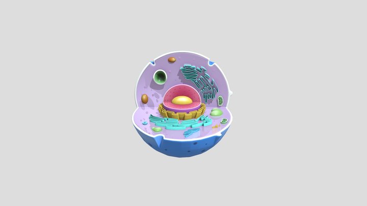 Animal cell 3D Model